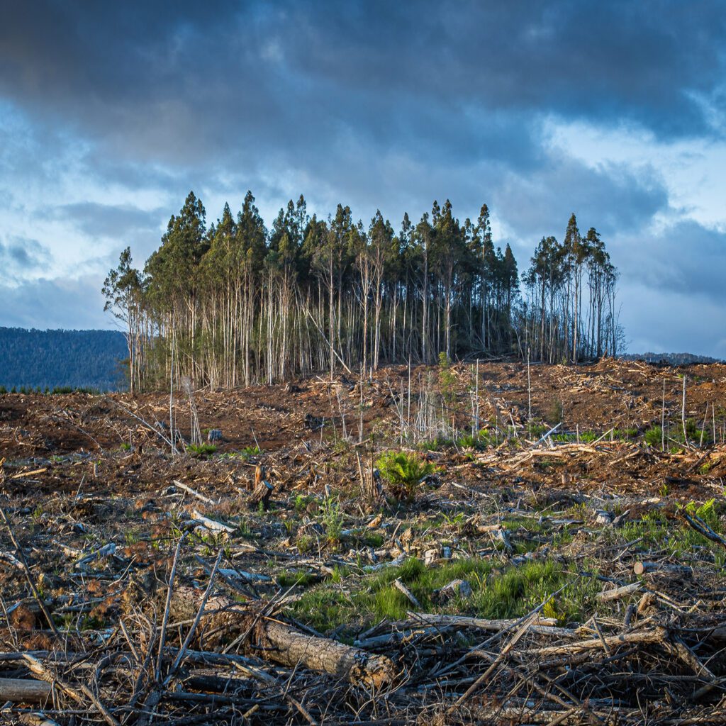 Scene of deforestation. Credit: Matt Palmer/Unsplash